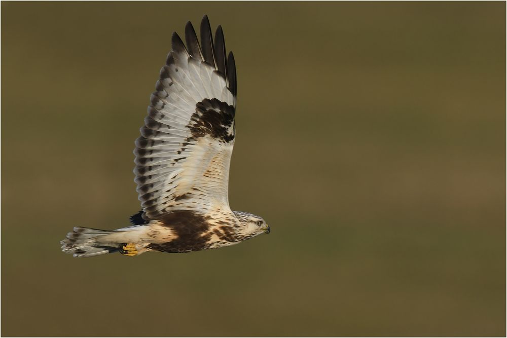 Rauhfußbussard