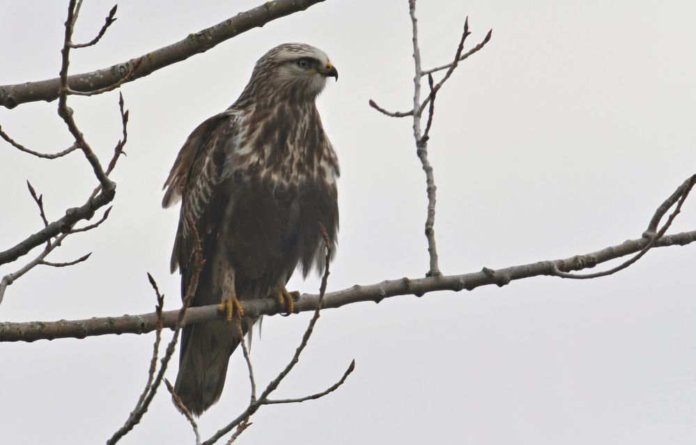 Rauhfußbussard