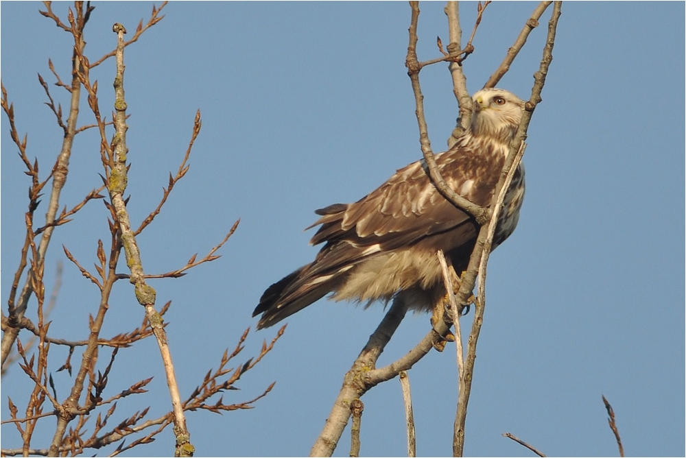 Rauhfußbussard