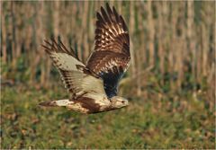 Rauhfußbussard