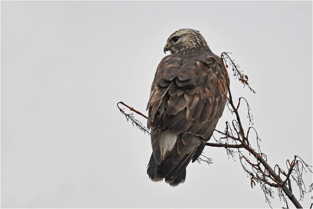 Rauhfußbussard