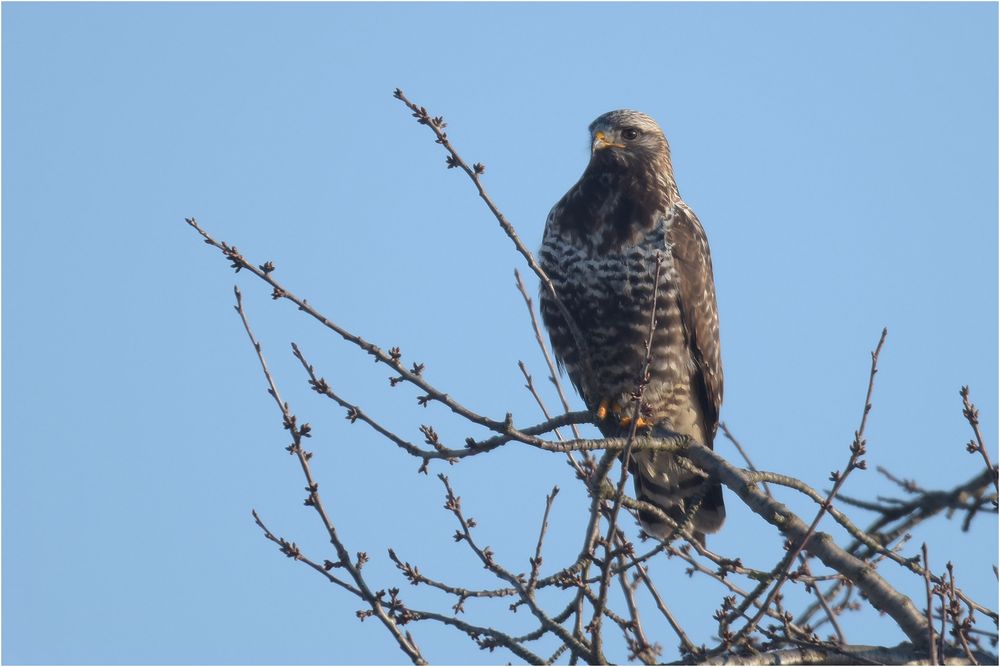 Rauhfußbussard