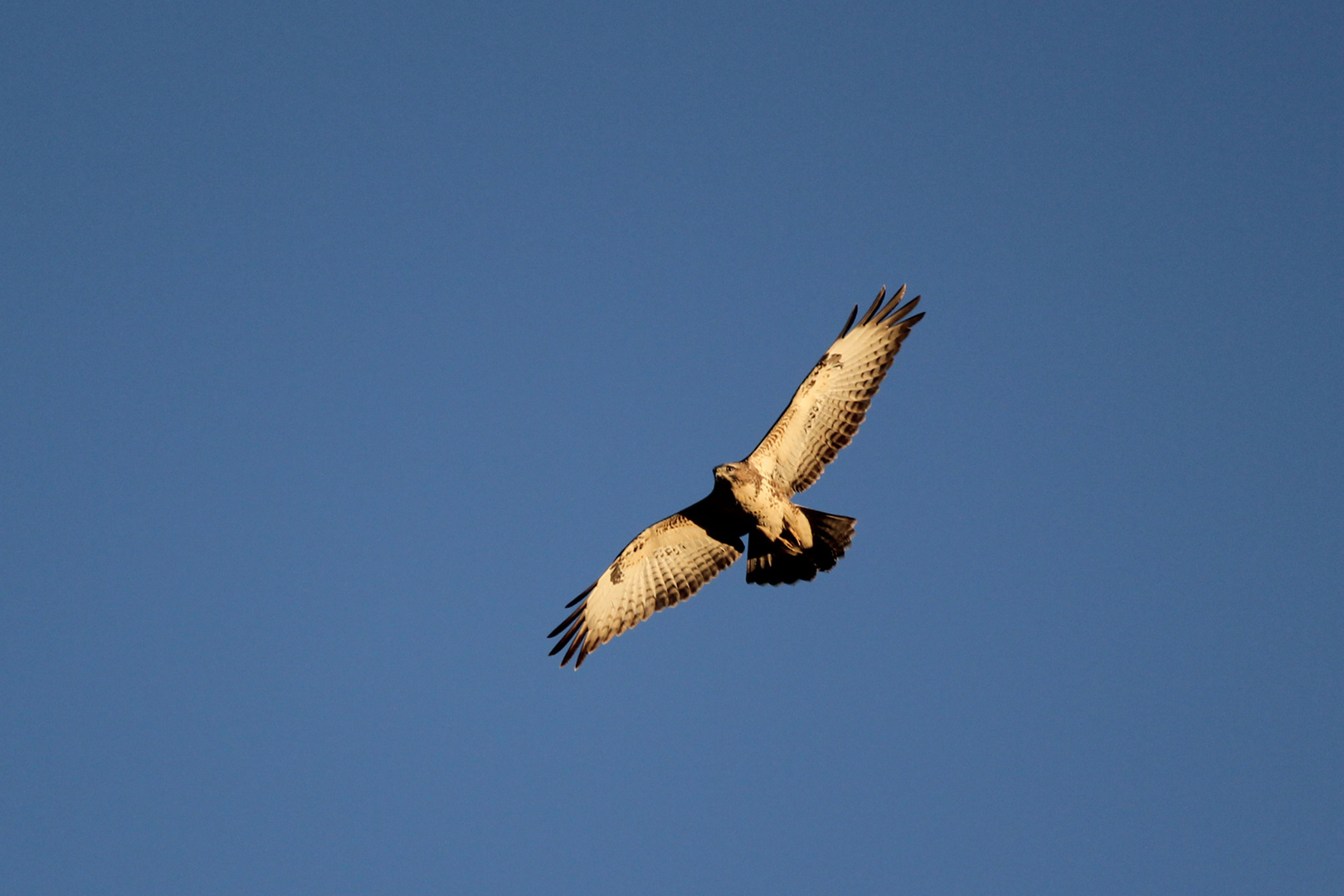 Rauhfußbussard