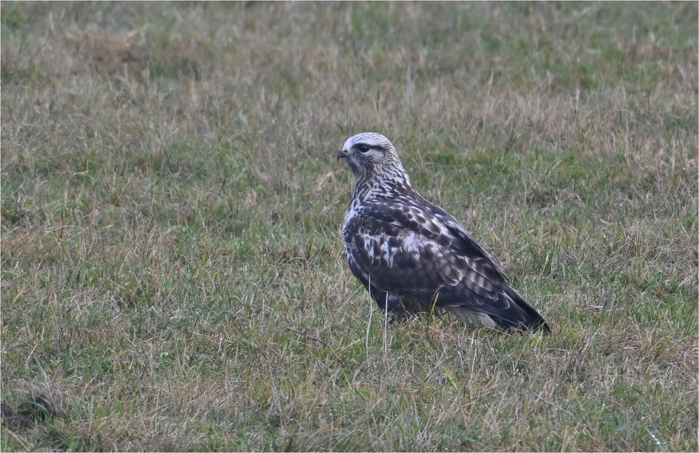 Rauhfußbussard