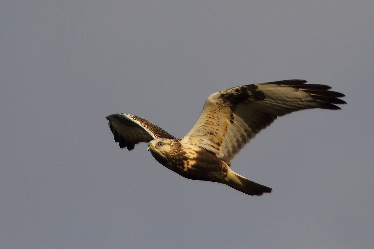 Rauhfußbussard