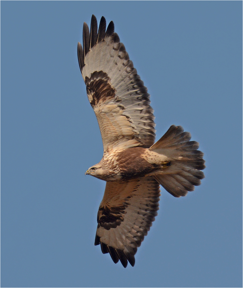 Rauhfußbussard