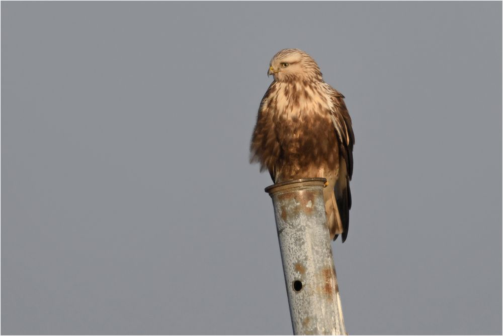 Rauhfußbussard