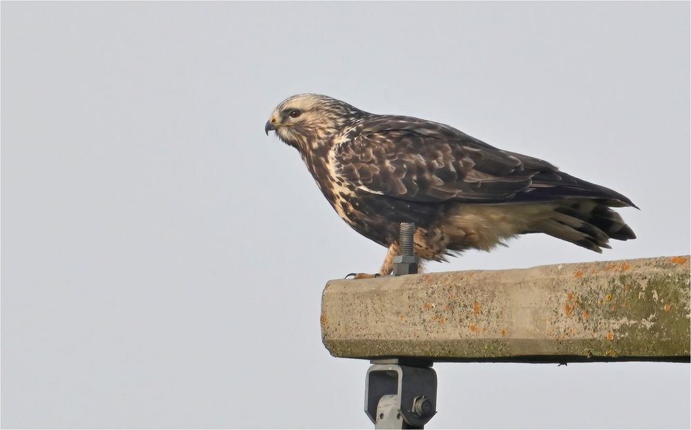 Rauhfußbussard