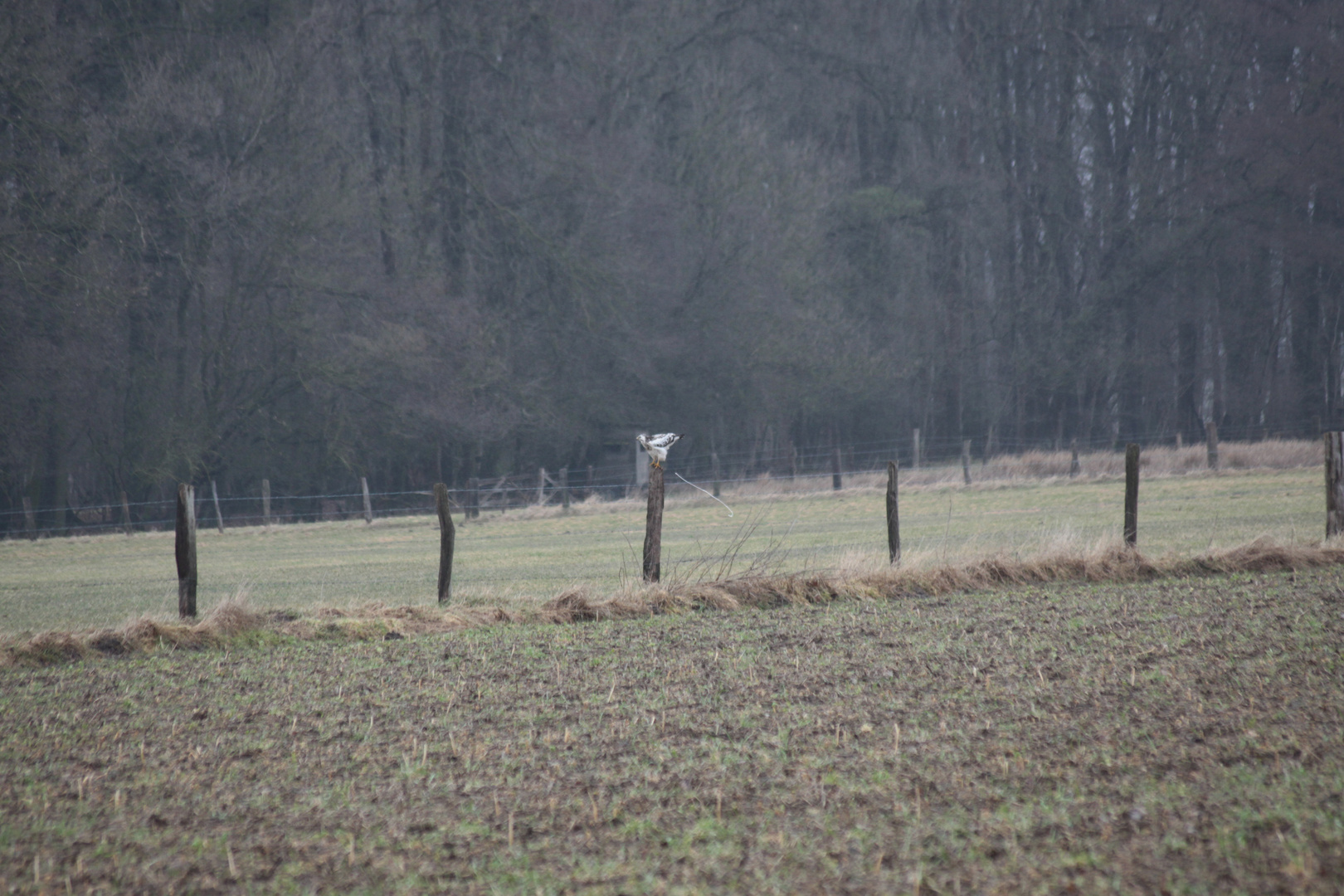 Rauhfußbussard