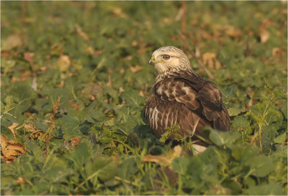 Rauhfußbussard