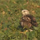 Rauhfußbussard