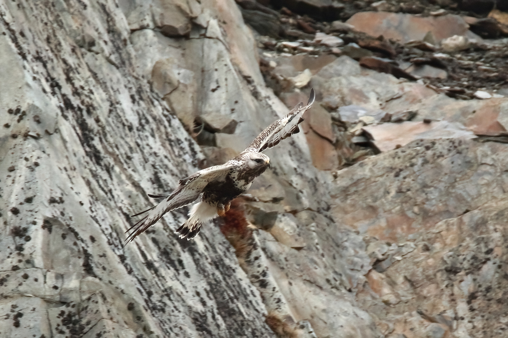 Rauhfußbussard