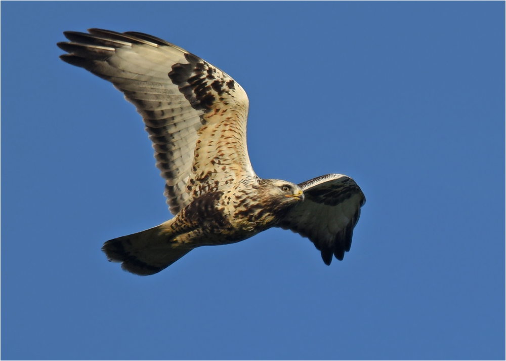 Rauhfußbussard