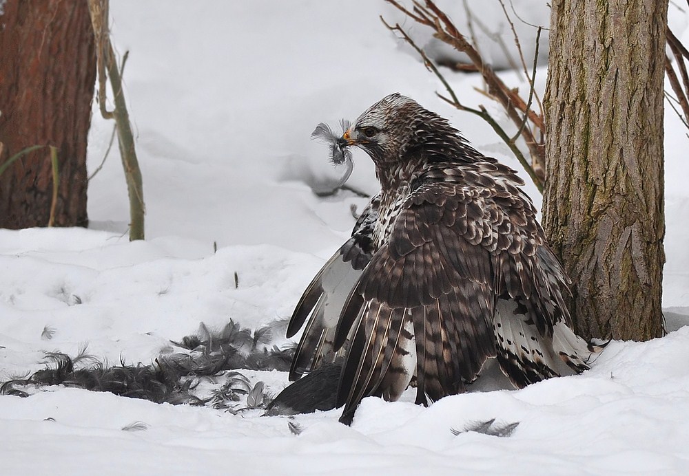 Rauhfußbussard auf Blässhuhn 2