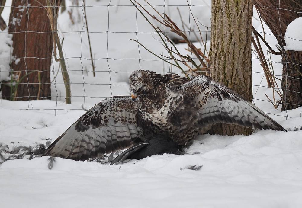 Rauhfußbussard auf Blässhuhn