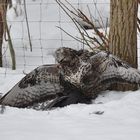 Rauhfußbussard auf Blässhuhn