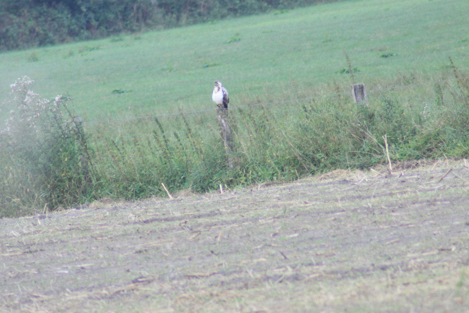 Rauhfußbussard auf dem Zaun 2