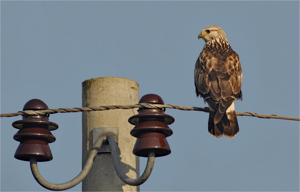 Rauhfußbussard 