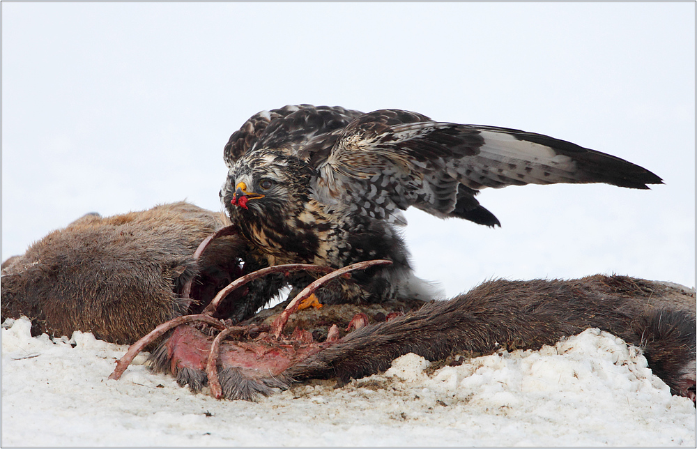 Rauhfußbussard