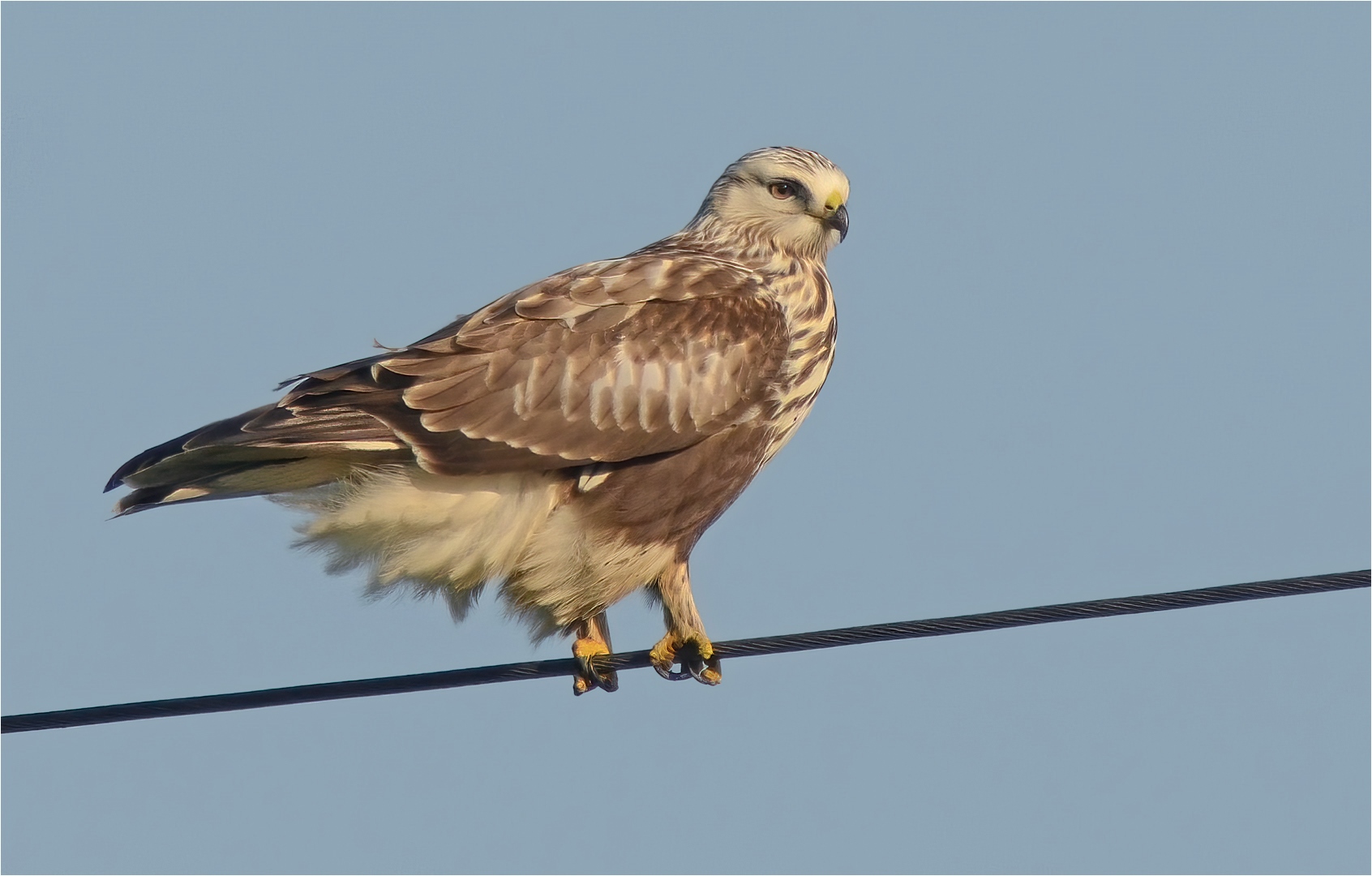 Rauhfußbussard 