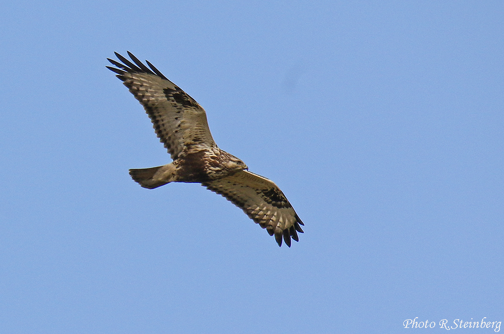 Rauhfußbussard (Buteo lagopus)