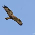 Rauhfußbussard (Buteo lagopus)