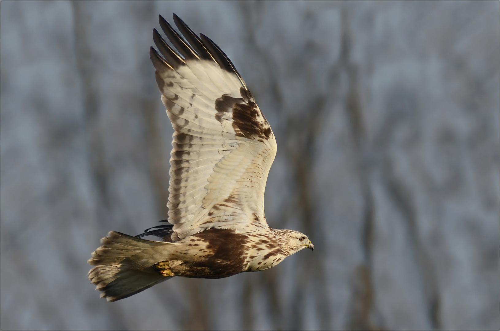 Rauhfußbussard 