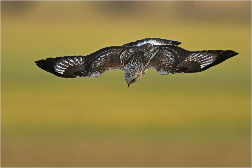 Rauhfußbussard