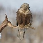 Rauhfussbussard