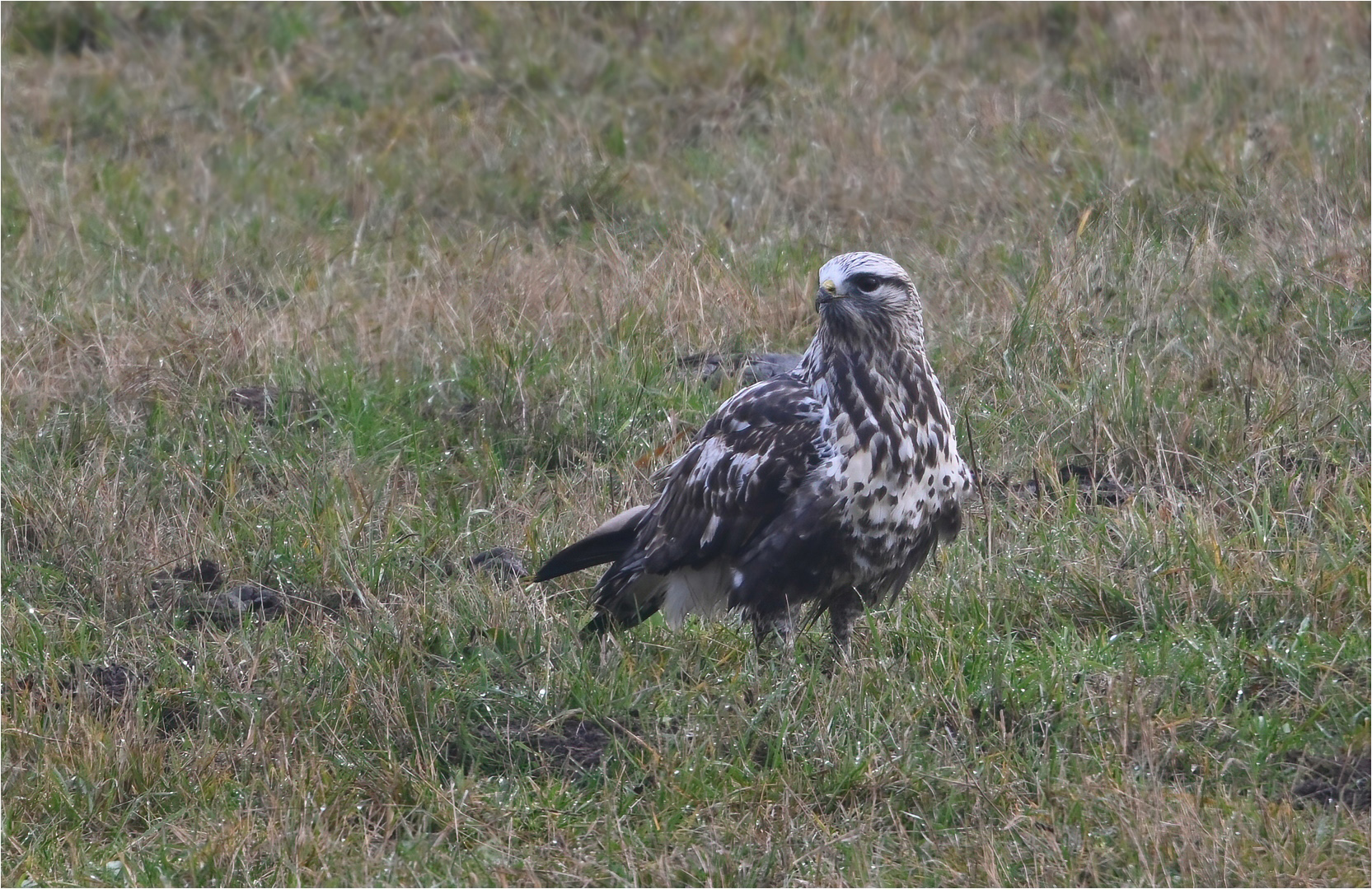 Rauhfußbussard