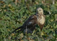 Rauhfußbussard