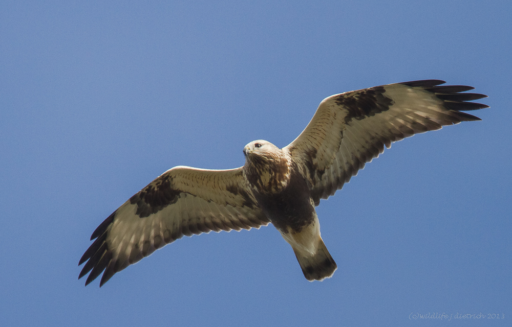 Rauhfußbussard