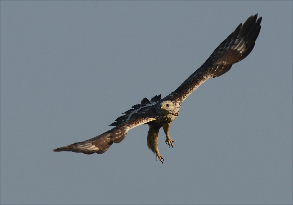 Rauhfußbussard