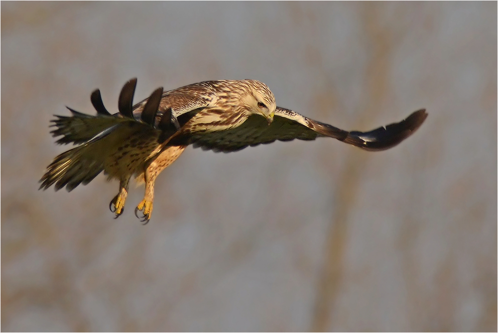 Rauhfußbussard im Rüttelflug