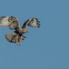 Rauhfußbussard im Rüttelflug