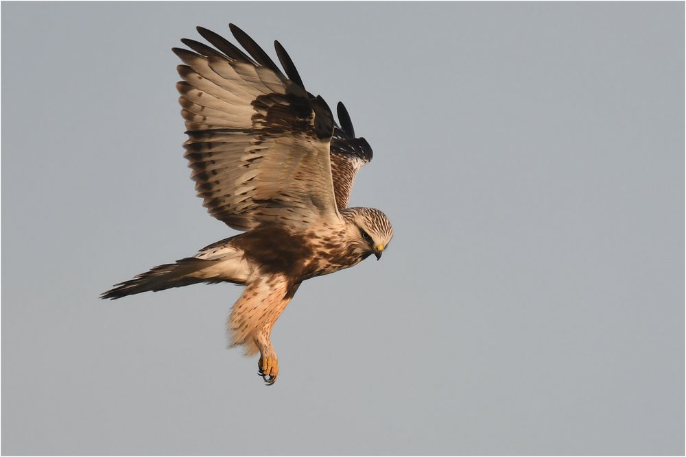 Rauhfußbussard im Rüttelflug