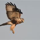 Rauhfußbussard im Rüttelflug