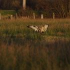 Rauhfußbussard nach scheinbar erfolgreichen Zugriff