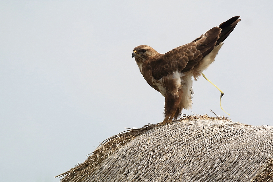 Rauhfußbussard schießt zurück ;-)