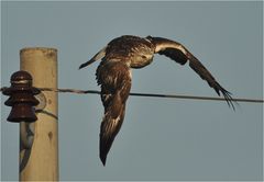 Rauhfußbussard startet zur Jagd