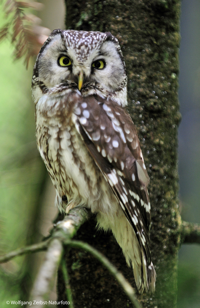 ---  Rauhfußkauz  ---     ( Aegolius funereus )