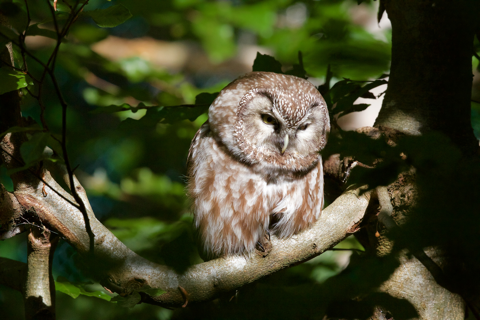 Rauhfußkauz im Bay.Wald, Nationalpark...