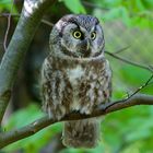 Rauhfußkauz im Nationalpark Bayerischer Wald