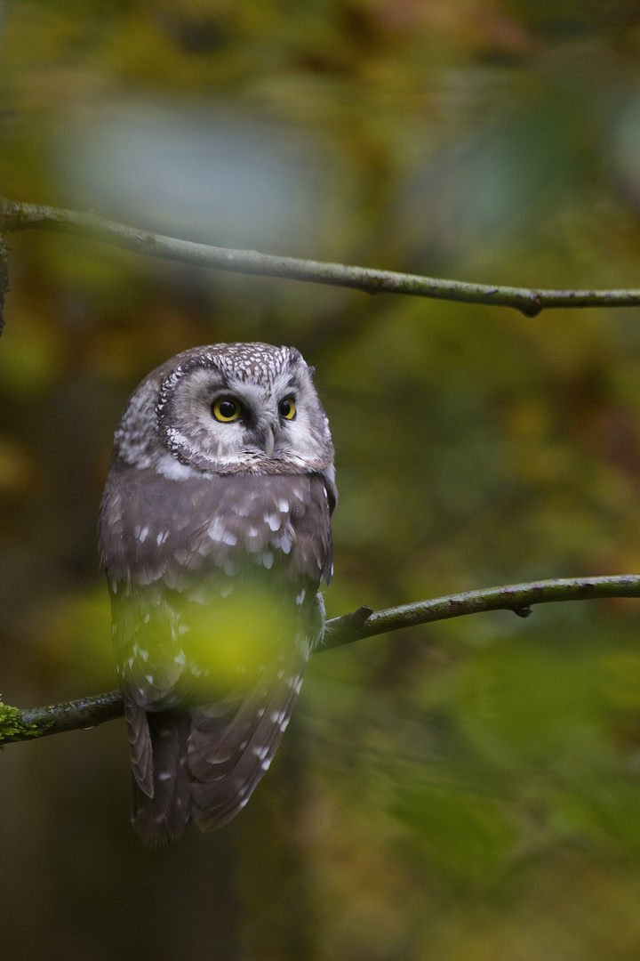 Rauhfußkauz im Nationalpark Bayerischer Wald...