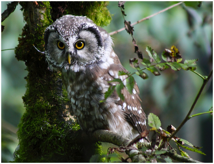 Rauhfusskauz im Nationalpark Bayerischer Wald