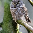 rauhfusskauz im nationalpark bay.wald...