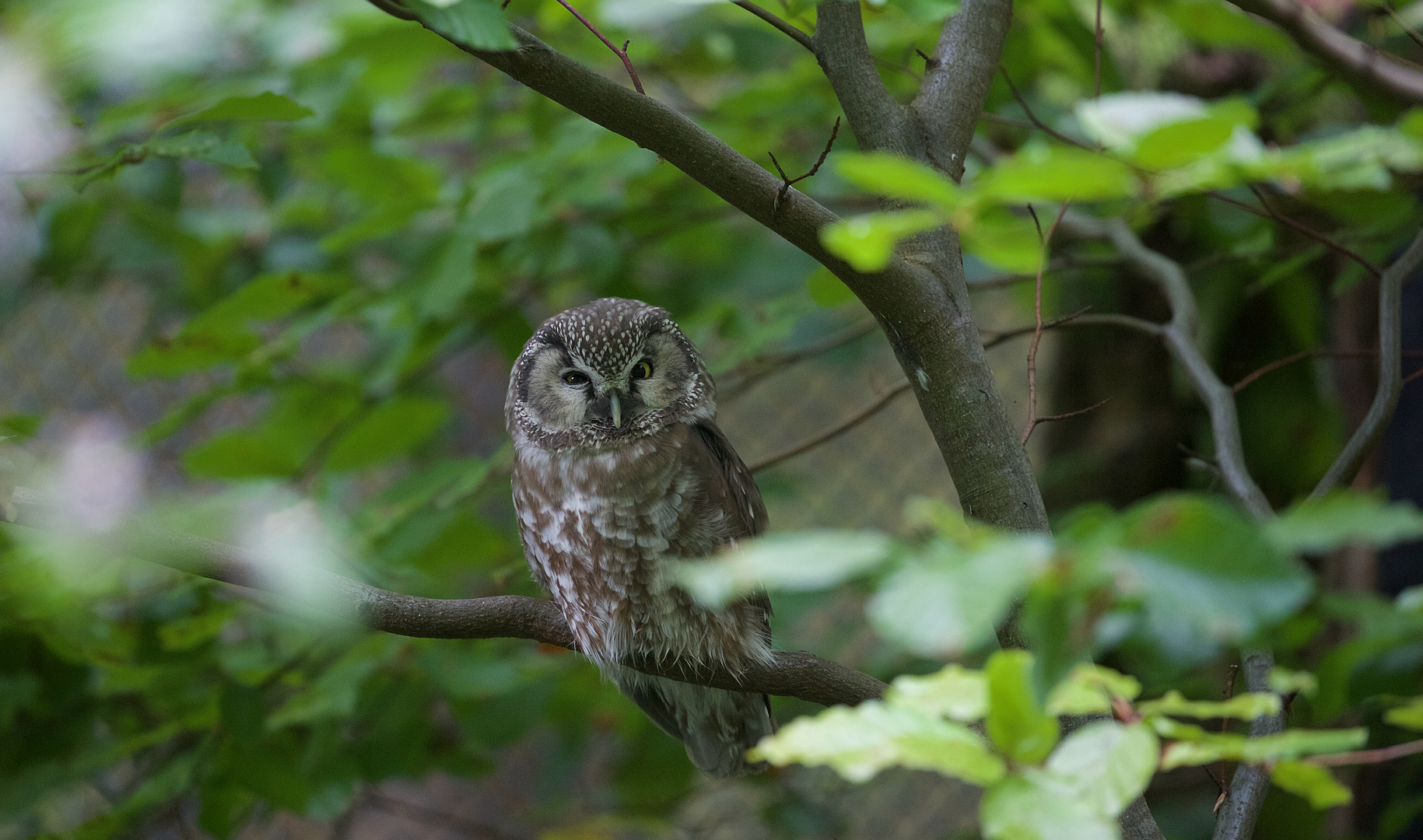 Rauhfußkauz im Nationalpark Bay.Wald