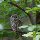 Rauhfußkauz im Nationalpark Bay.Wald