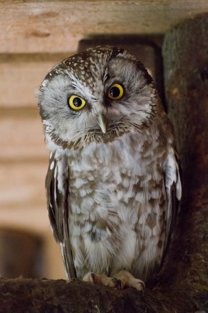 Rauhfußkauz im Tierfreigehege Rachel/Lusen Bayerischer Wald