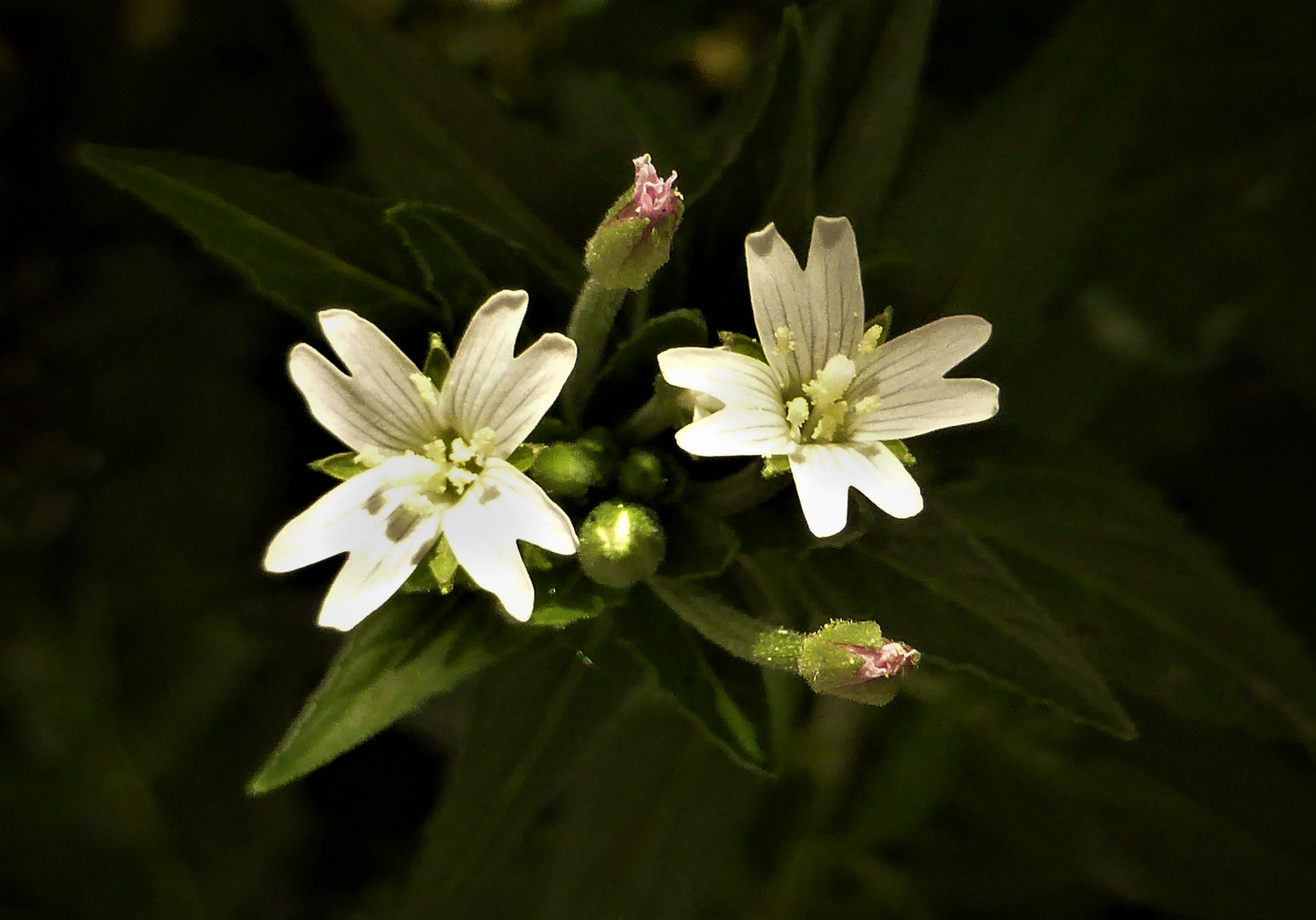 Rauhhaariges Weidenroeschen, weiss